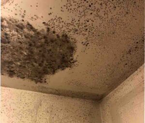 Danger of Removing Black Mold by Yourself