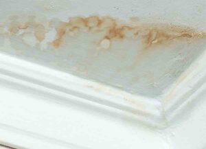 Why you want professionals to remove mold in your home