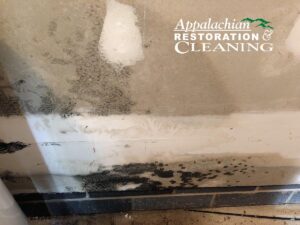 How Mold Affects Your Health